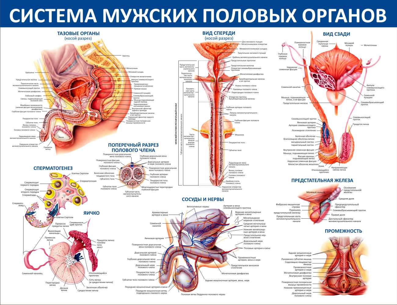 Система мужских половых органовТверь